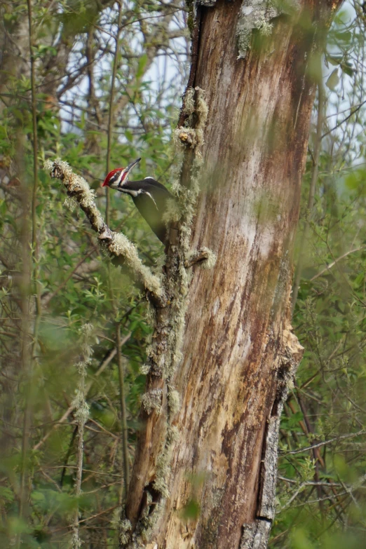 a bird sitting on a tree limb in a wooded area