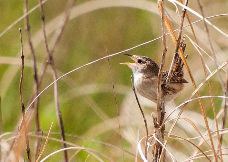 there is a small bird that is sitting in the tall grass