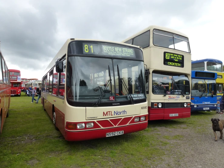 some buses parked near one another on the grass