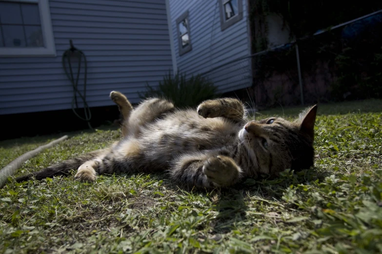 a kitten that is laying on its back in the grass