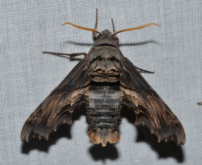 a close up of a moth on a gray background