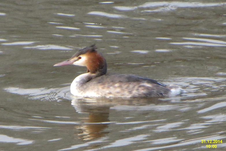 a bird with red head in the water