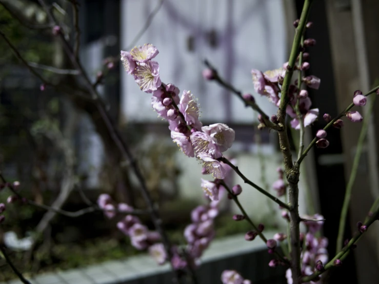 a pink flower plant with purple flowers in front of a house