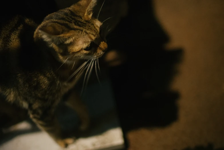 the cat has his face in a small glass container