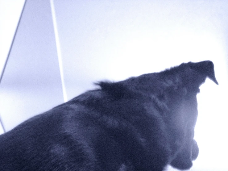 there is a blurry image of a black dog