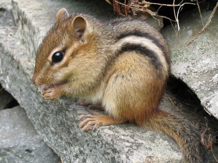 a chipper sits on the edge of a rock