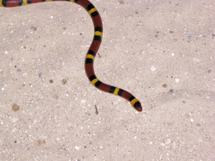 a striped snake on the ground with sand around it