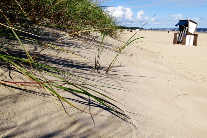 a chair on the beach next to a tall bush