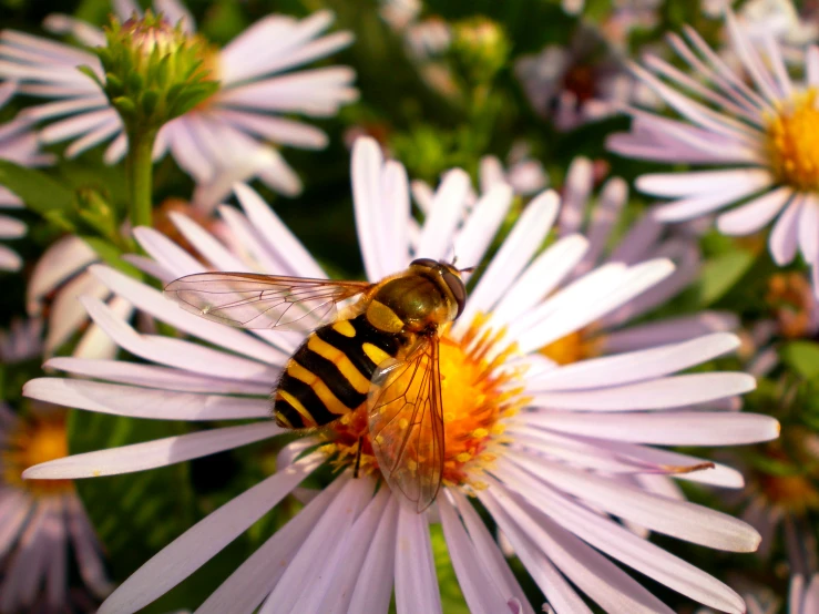 a bee sitting on top of a white flower