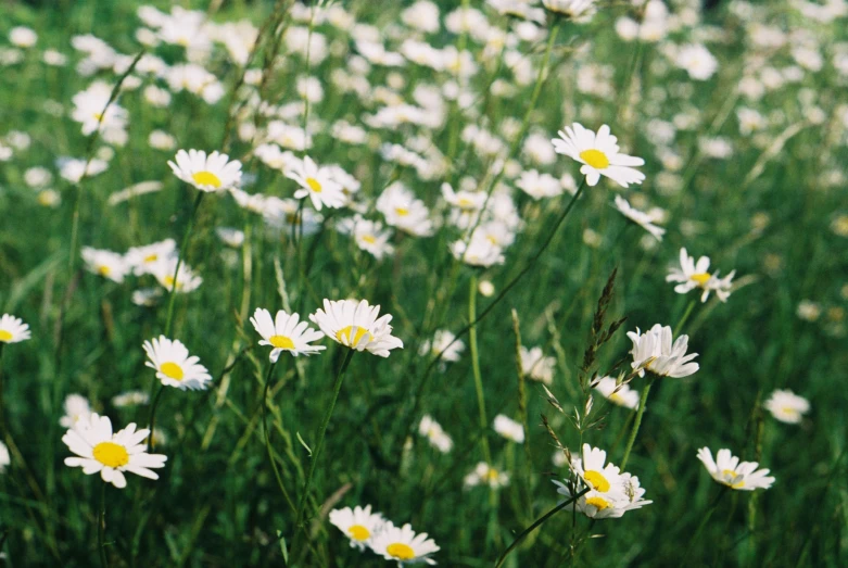 white flowers are in the green grass