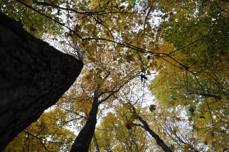 the view looking up into an autumn foliage canopy