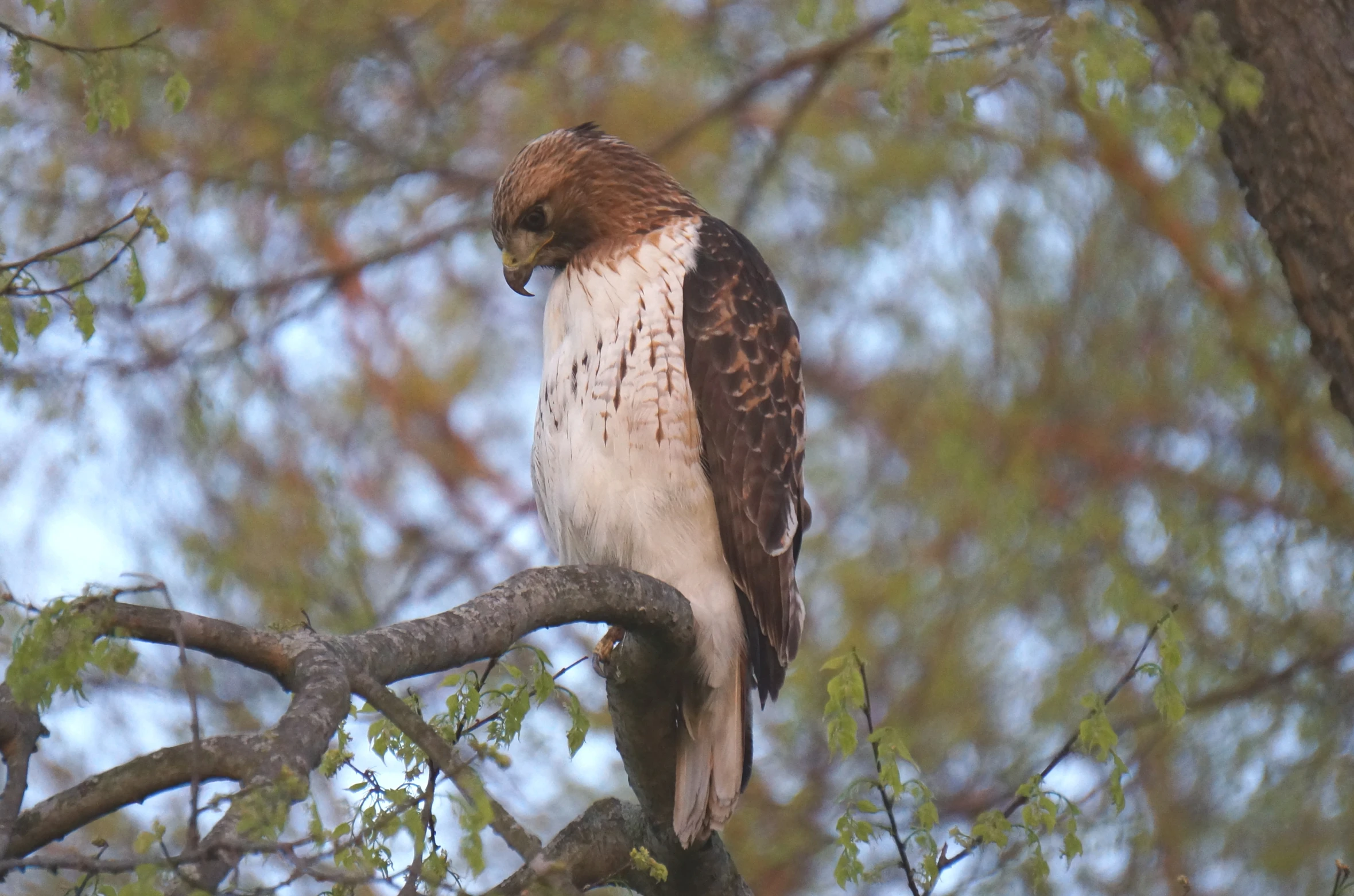 a large bird sitting on a tree limb in front of the camera