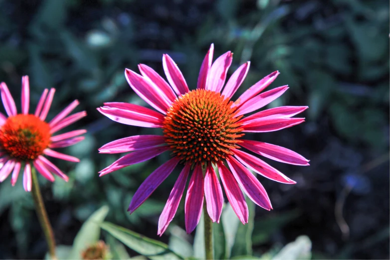 two pink flowers standing next to each other