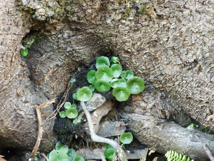 an area with several small green plants growing inside of it
