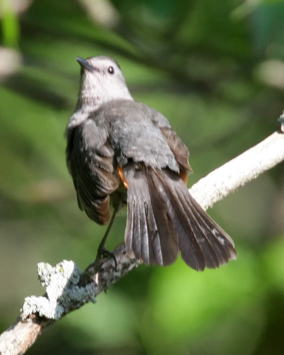 the little bird is perched on the twig