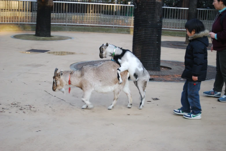 two young children standing next to two little goats