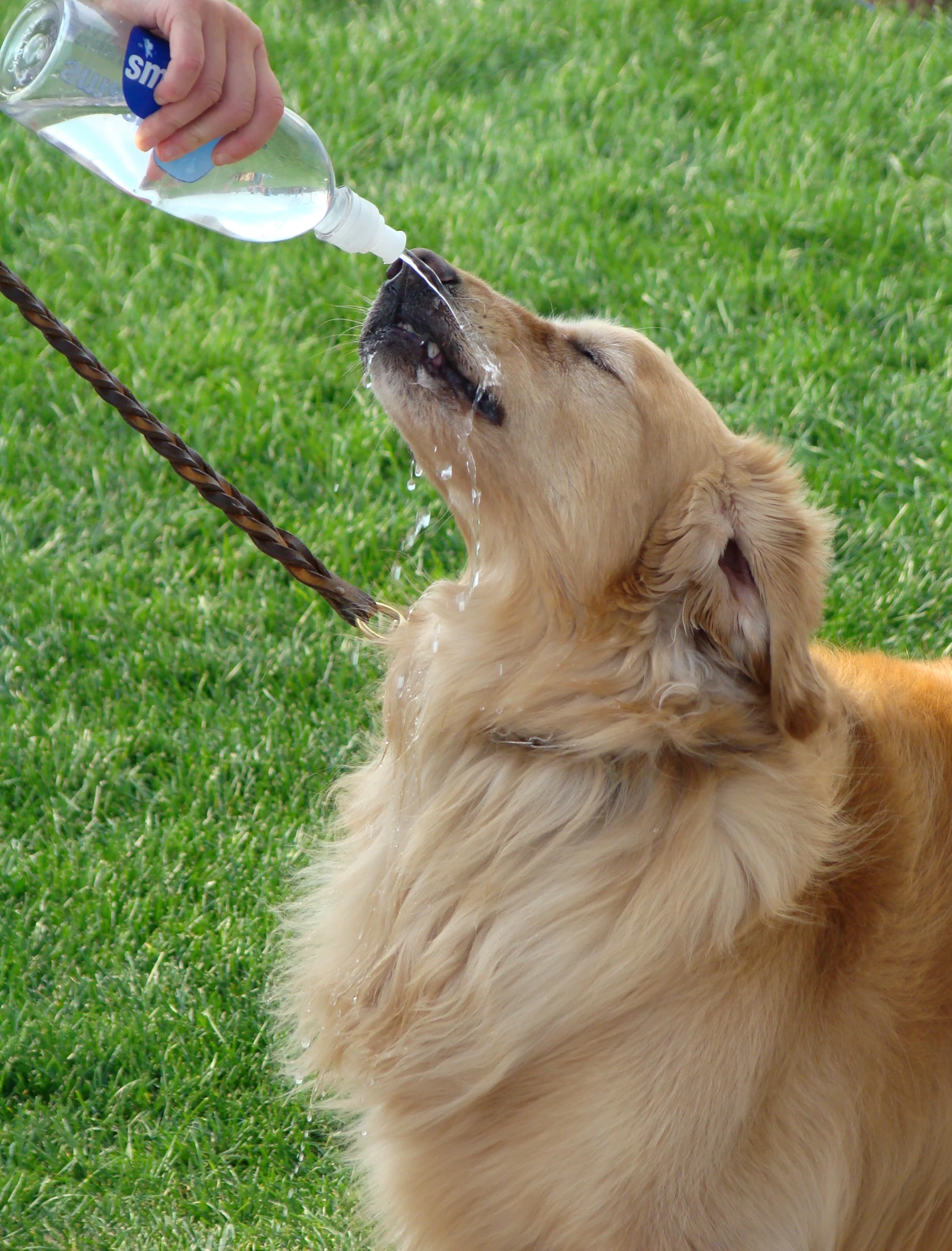 a small dog getting a drink of water