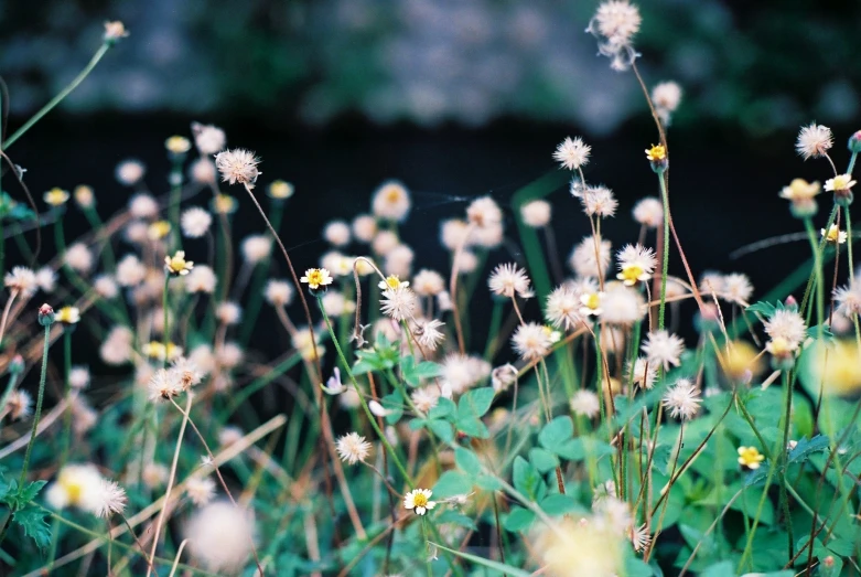 various white flowers in a field with rocks in the background