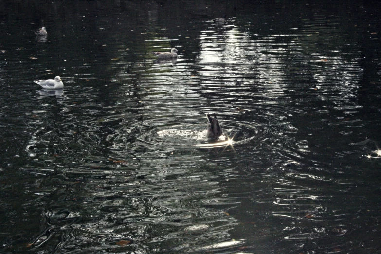 a group of ducks floating on top of a body of water