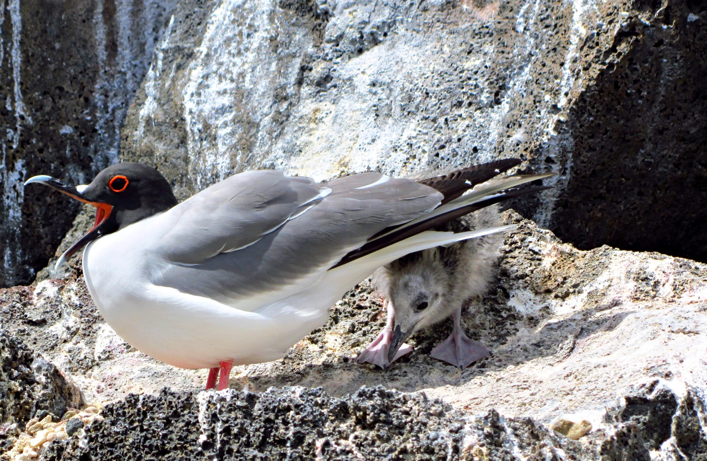 a seagull standing on rocks next to a baby bird