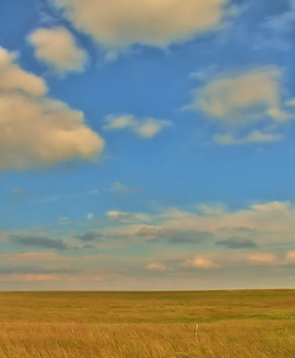 the lone elephant is in a large open field