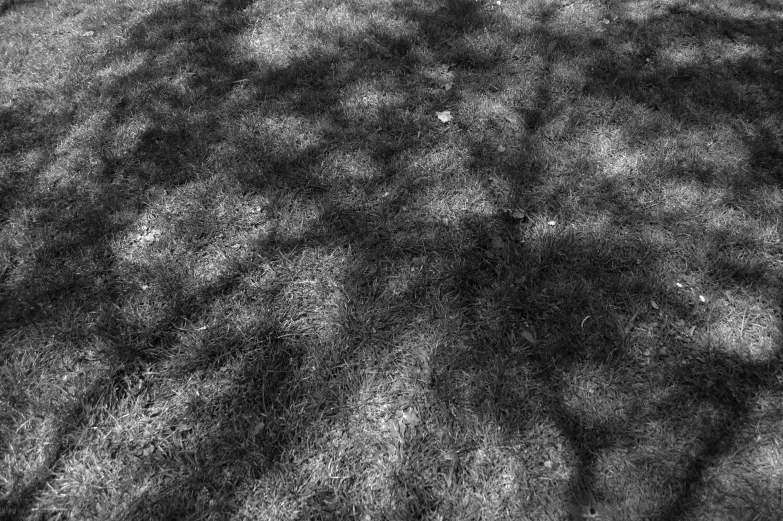 black and white pograph of a large shadow on the grass