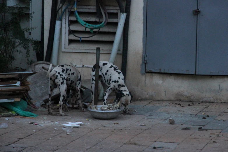 three dogs eating out of bowl with food in front