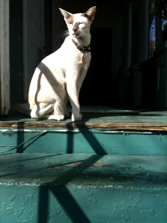 a white cat standing on the steps outside of a building