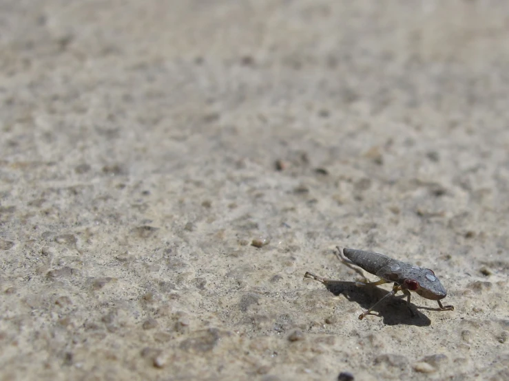 a bug is sitting in the sand on the beach