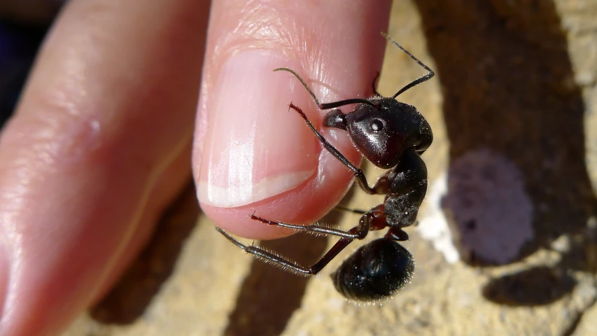 a person holding a very small anteater on their hand