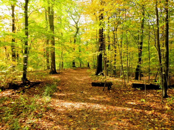 an empty pathway in the woods surrounded by green and yellow trees