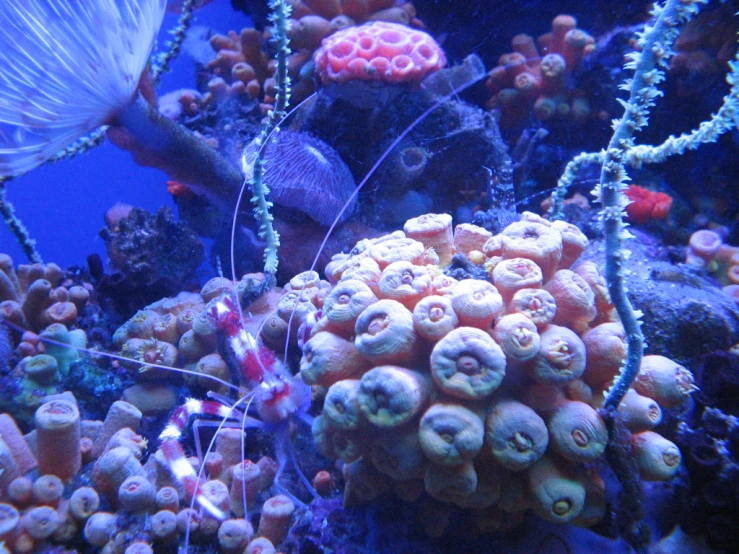 an underwater scene shows corals and sponge corals