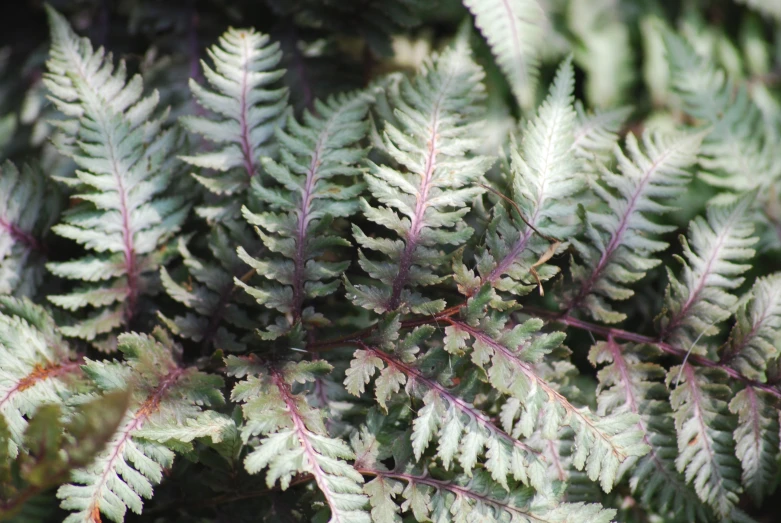 fern leaves are green and green with thin nches