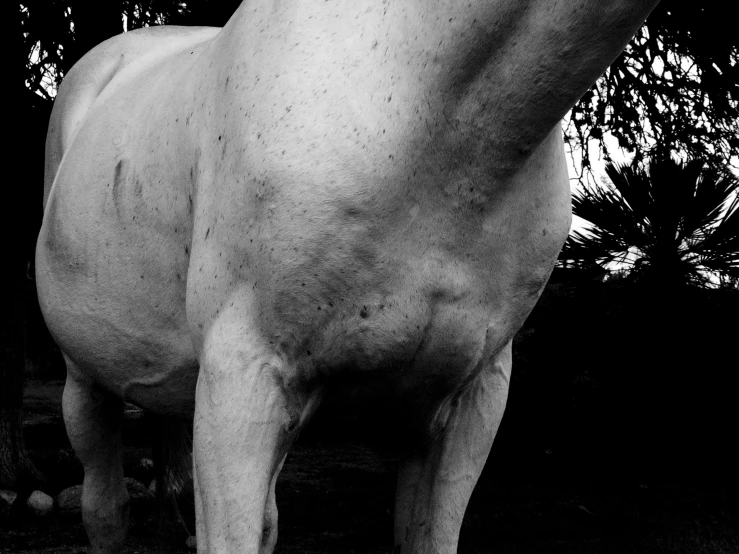 a closeup po of a horse's head