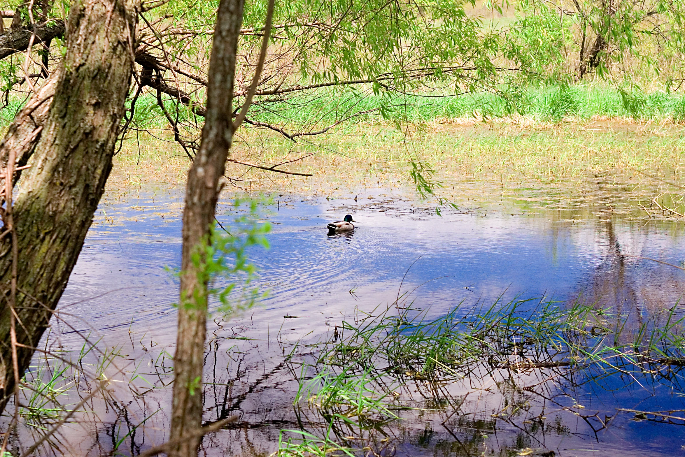 a couple of ducks swim through the water in the woods