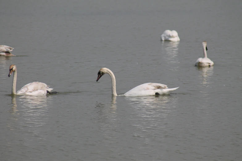 a group of swans swimming in the middle of water