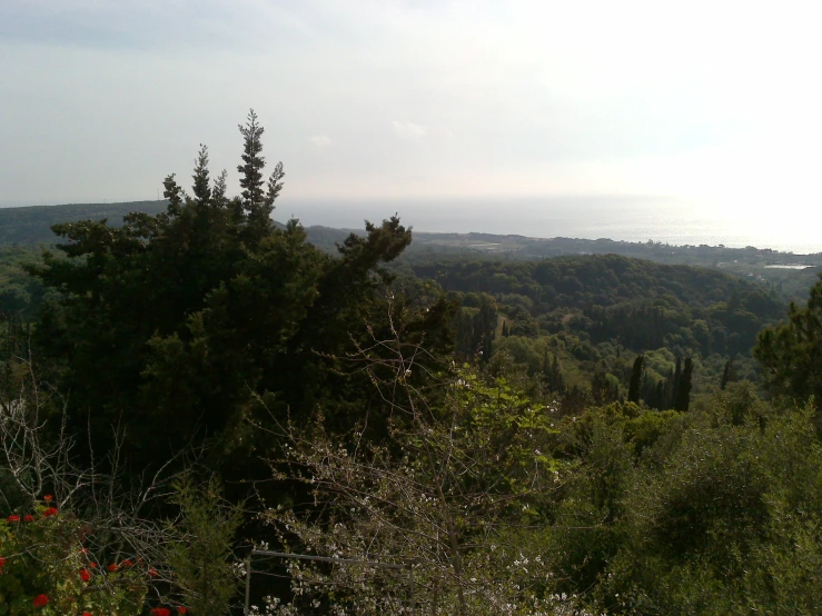 a green forest covered in lots of trees and plants