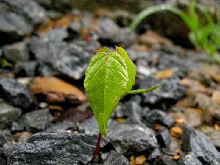 a tiny plant that is growing out of the ground