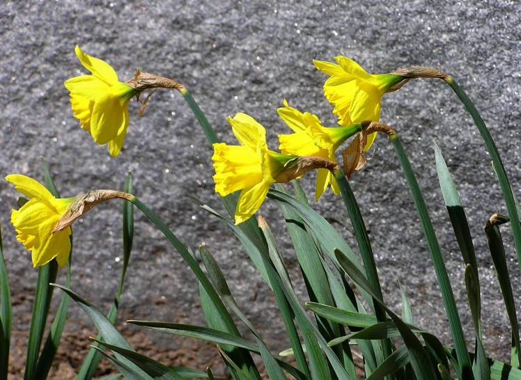 four yellow daffodils that are standing in the grass