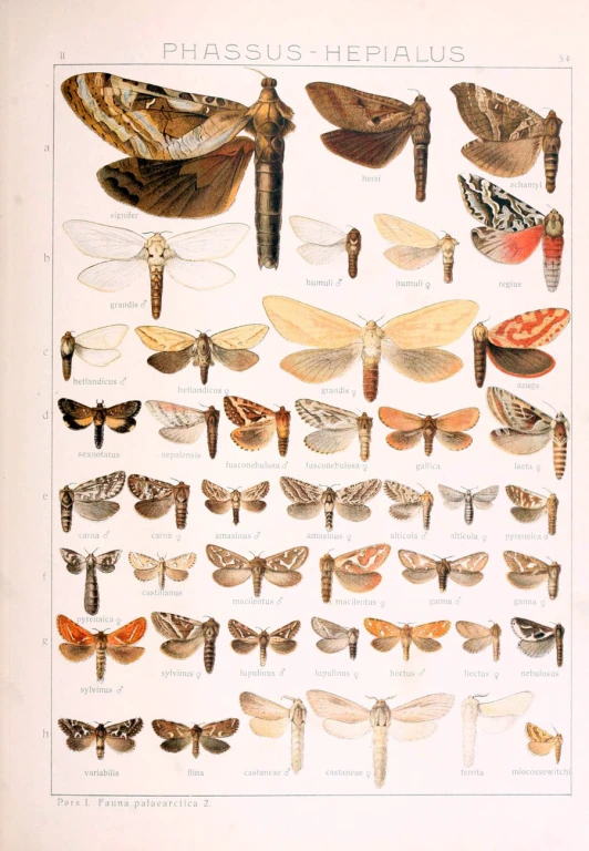 various species of moths and erflies in their natural stages