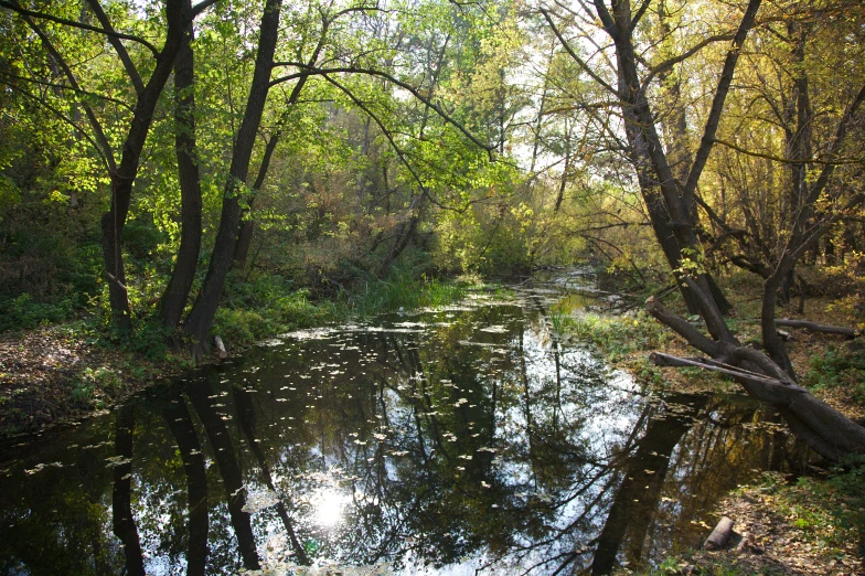 a body of water near a forest with lots of trees