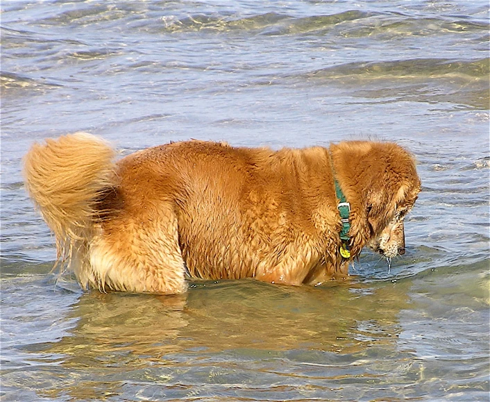 an adorable brown dog is walking in the water