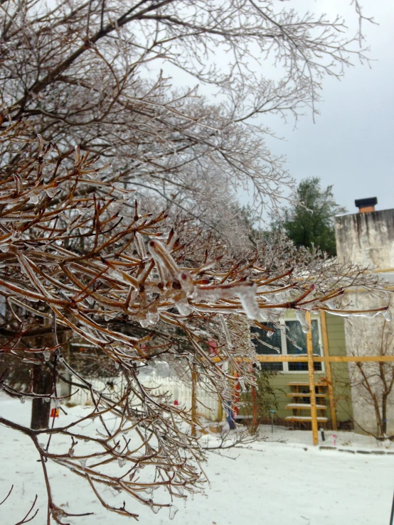 snow covered nches and house near tree