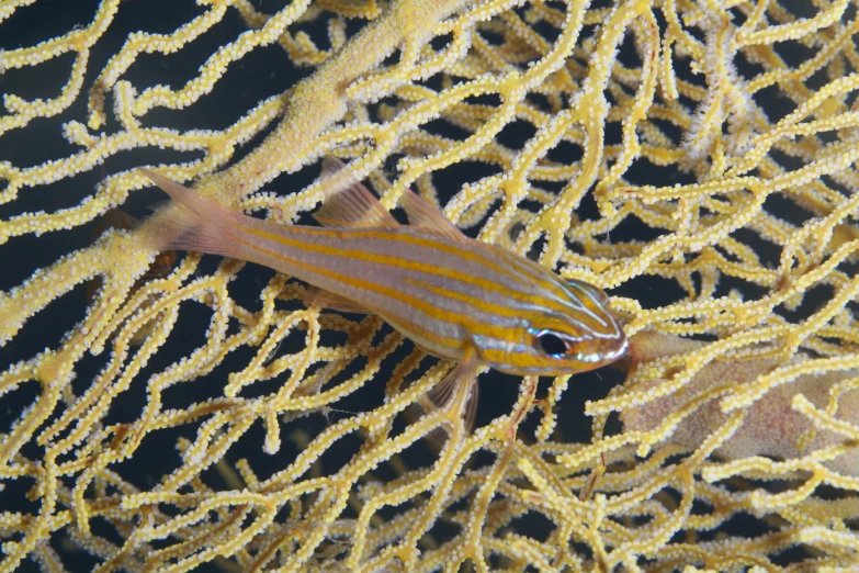 a large fish sits on a thin yellow coral