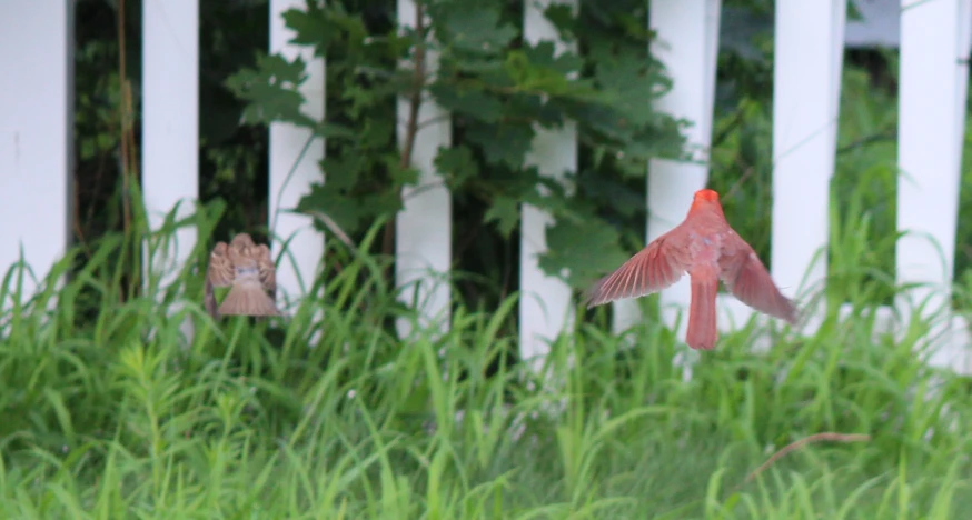 two birds standing in tall grass near white fence