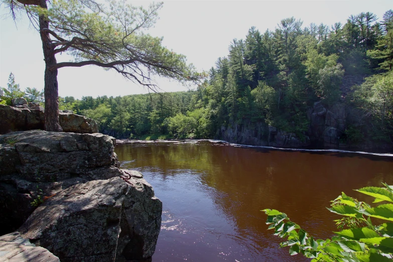 a tree sitting next to a lake with red water