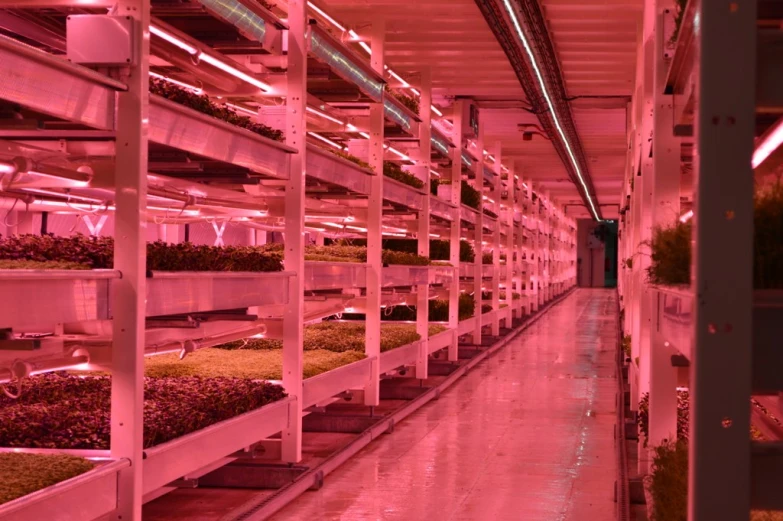 the large row of shelves is filled with plants