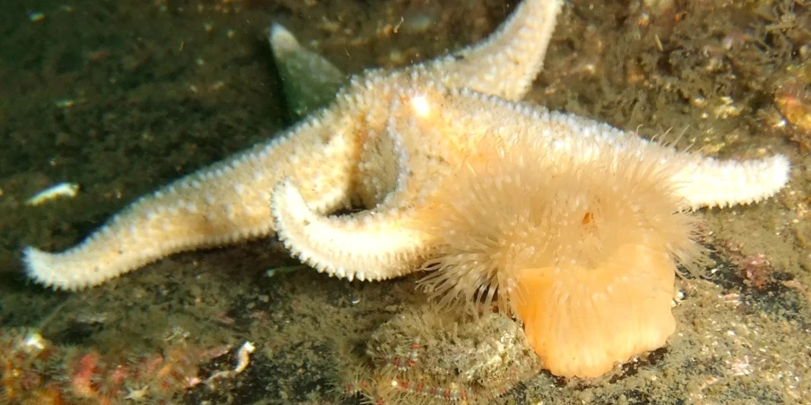 a small yellow starfish hiding underneath some dirt