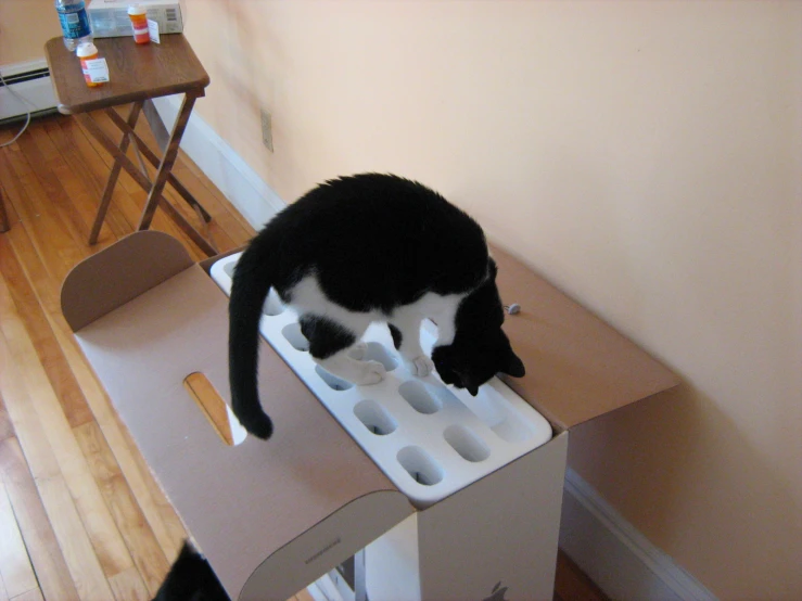 a black and white cat standing on a box
