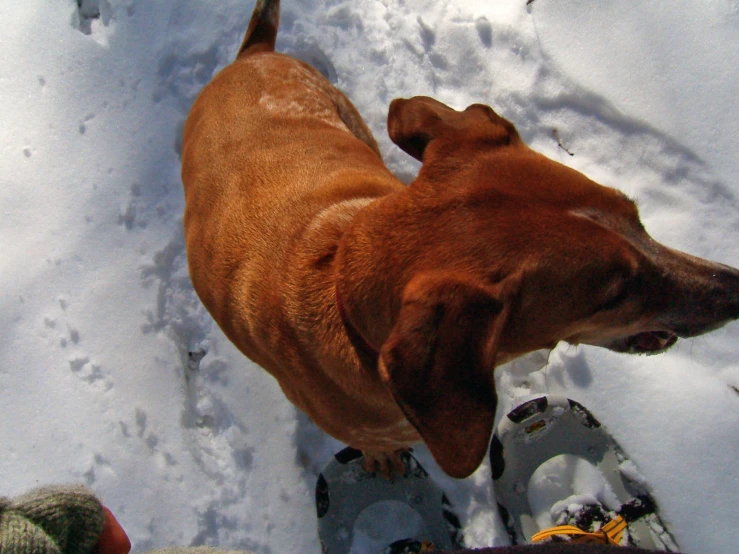 a brown dog looking up in the air at some shoes